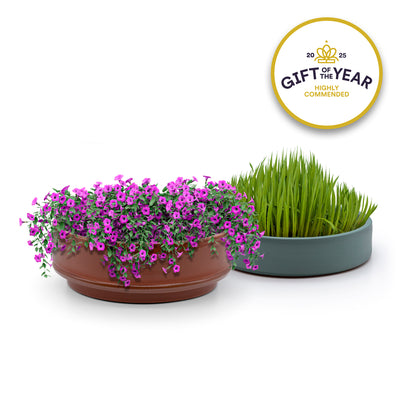 terracotta microgreen grower growing cress on a wooden surface, with a 'Gift of the Year' award badge in the corner.
