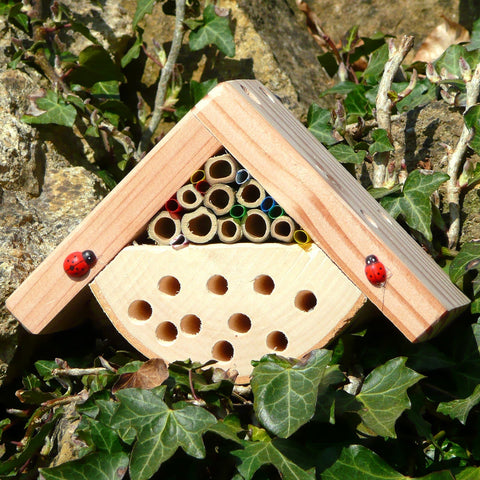 bug box educational toy