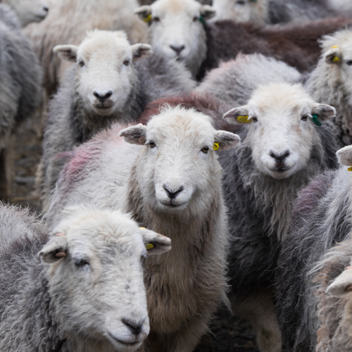 Herdwick Sheep