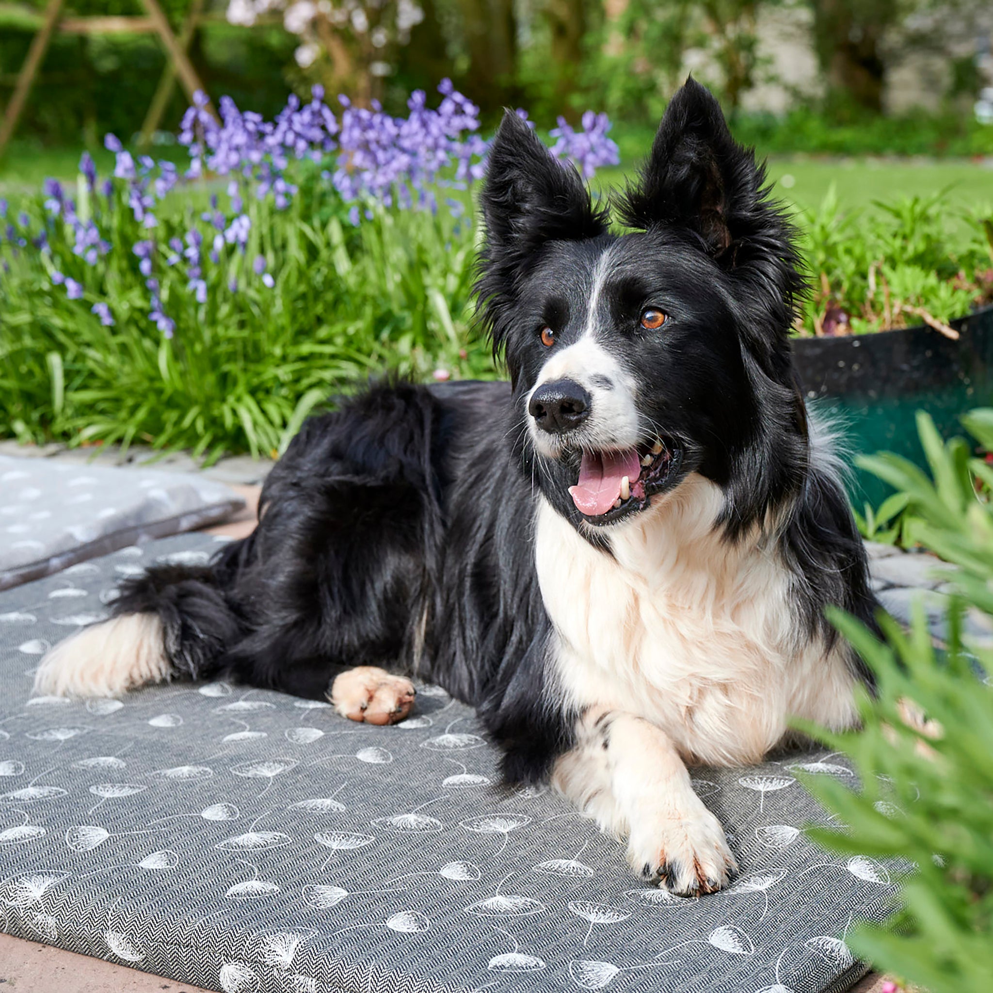 A black and white border collie sits upon a Chimney Sheep Luzury wool dog bed in the grey and white floral pattern. The wool dog bed sits upon some grass as the collie looks to the left with erect ears.
