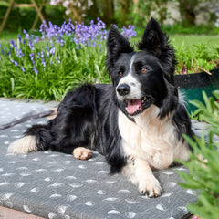 A black and white border collie sits upon a Chimney Sheep Luzury wool dog bed in the grey and white floral pattern. The wool dog bed sits upon some grass as the collie looks to the left with erect ears. thumbnail