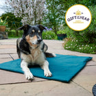 Dog lying on a blue mat outdoors with a 'Gift of the Year' award badge.