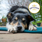 Dog lying on a organic fabric + wool core mat with a 'Gift of the Year' award badge in the corner.