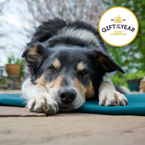 Two collie dogs on roll-up dog bed with a 'Gift of the Year' award badge.