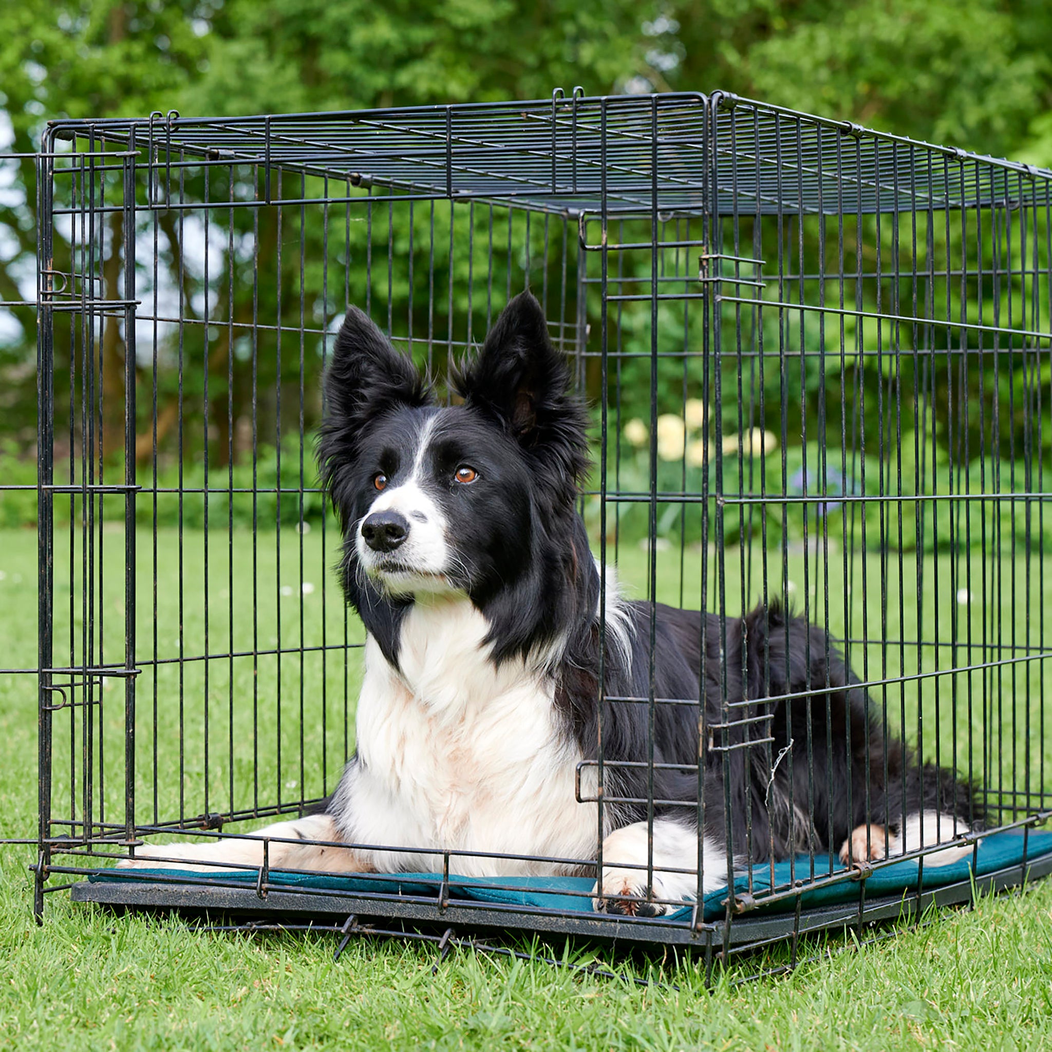 A black metal crate, with a green eco-friendly crate liner inside, filled with wool. The crate is placed on the grass at an angle. Inside the crate there is a black and white long haired border collie dog! The dog is laid up, alert staring off at an angle. The crate is placed at an angle.