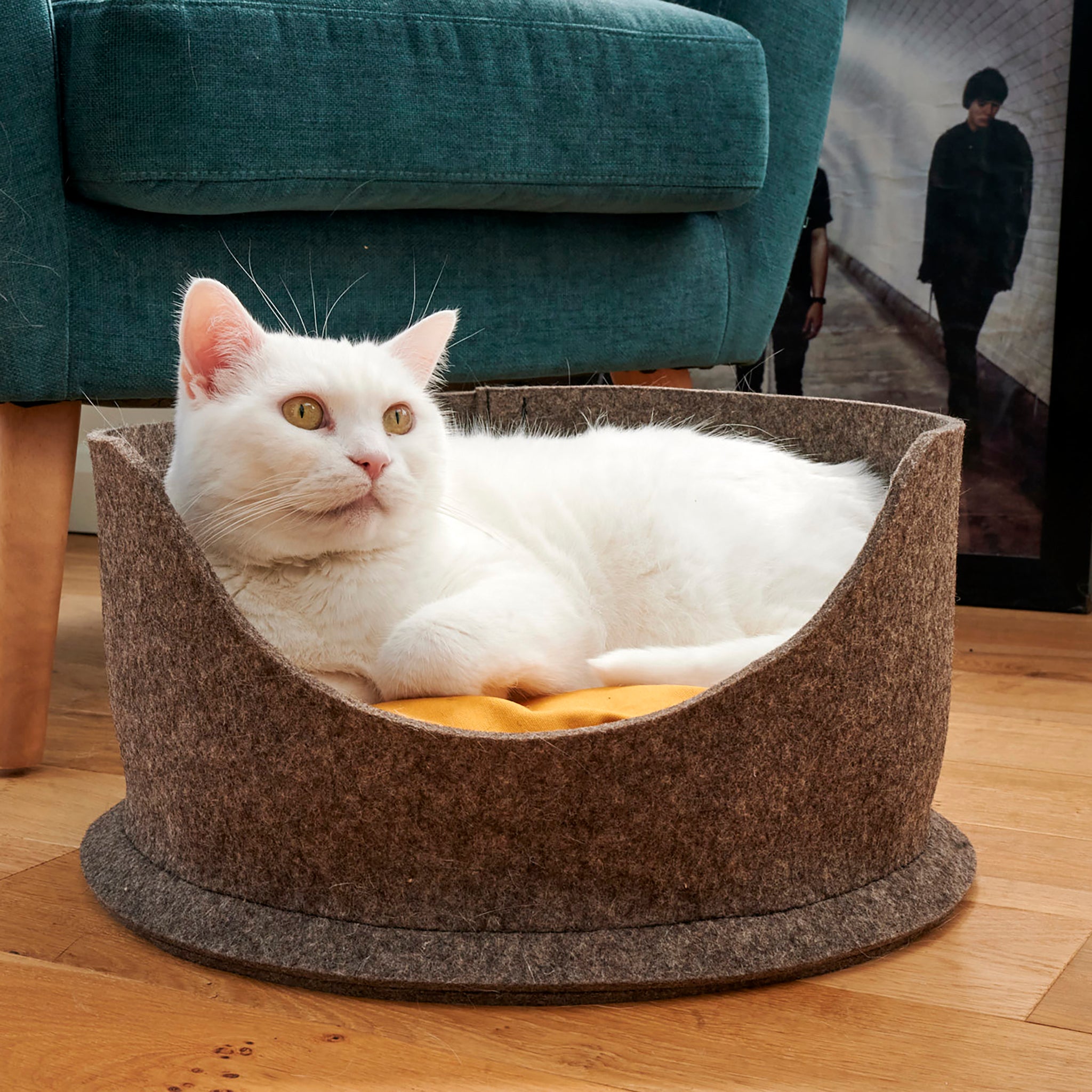 A white cat with yellow eyes sits comfortably inside a Chimney Sheep PetSnug felted wool cat cozy bed. The cat sits upon a wool pet cushion inside the bed and the bed is placed on a wooden floor infront of a green chair.