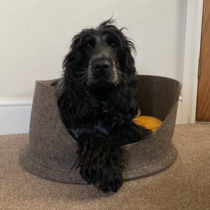 A blue roan cocker spaniel lying comfortably in a sustainable, grey wool felted high side round dog bed. The bed also has a yellow cushion in it which is also filled with sheep's wool.