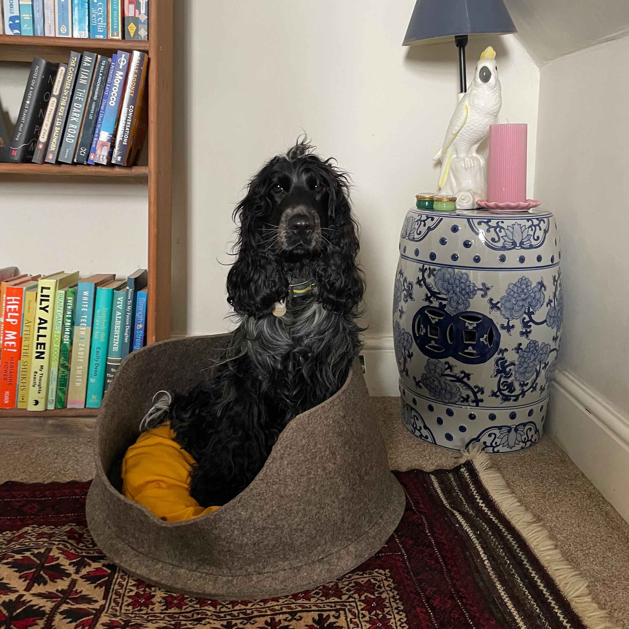 A black and blue merle cocker spaniel sits inside a Chimney Sheep Petsnug wool felt dog bed. The bed is placed next to a stylish lamp and table and is upon a patterned wool rug