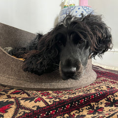 A closeup photo of a black and blue cocker spaniel, laying inside a chimney sheep woolly dog bed. The Petsnug wool felt dog bed is palced upon a red woolly patterned carpet. thumbnail