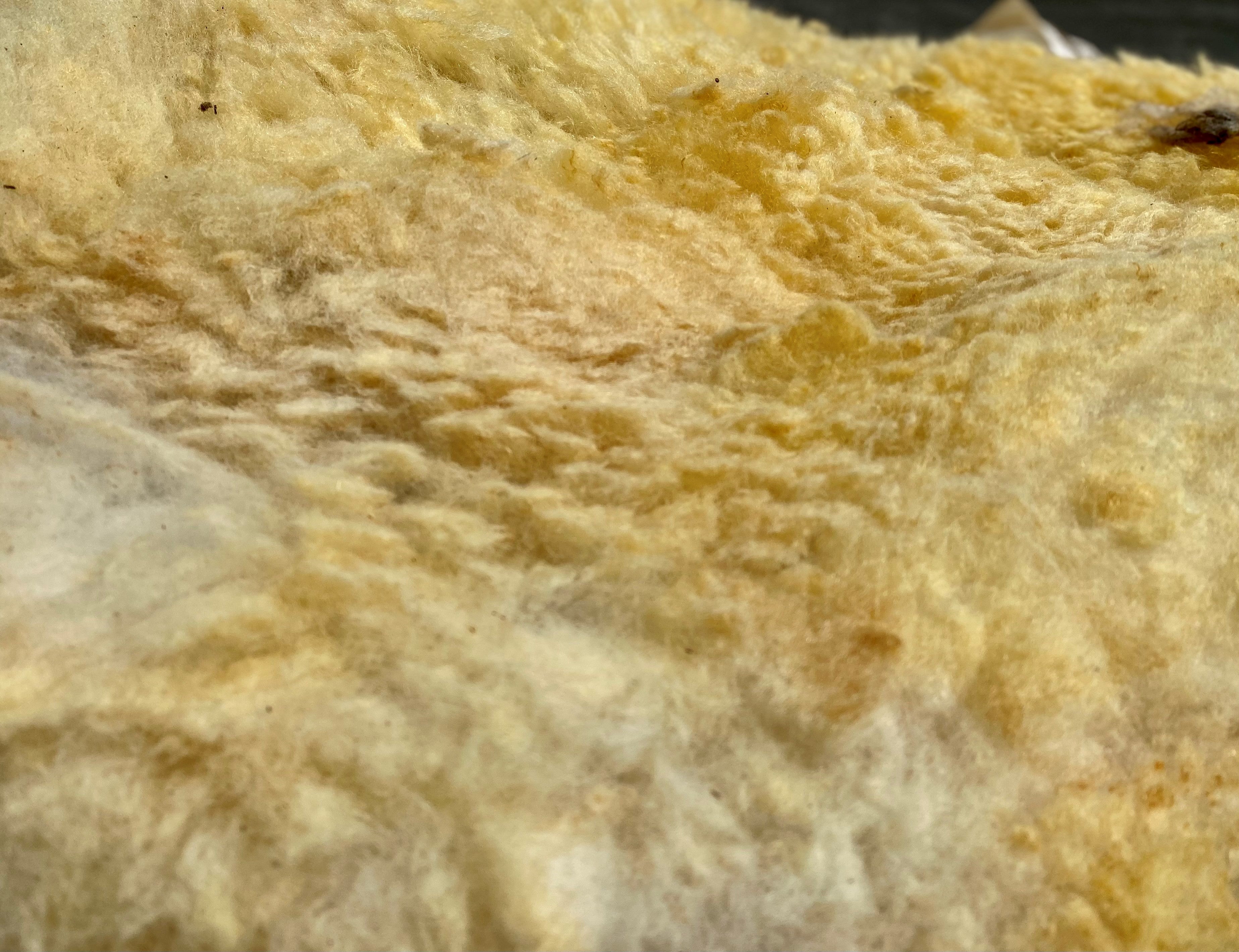 Raw Sheep Wool 10kg