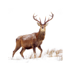Red Deer Christmas Card made from 100% recycled card.  thumbnail