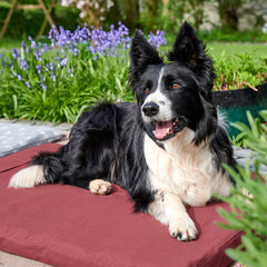 A black and white Border Collie dog lies on a red outdoor cushion in a garden setting with green plants and purple flowers in the background. thumbnail