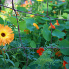 Close up of wool and rubber trellis with flowers in the background. 