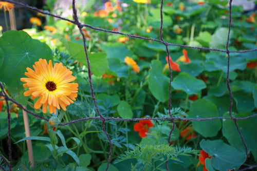 Natural Trellis on fence with hanging fruit.