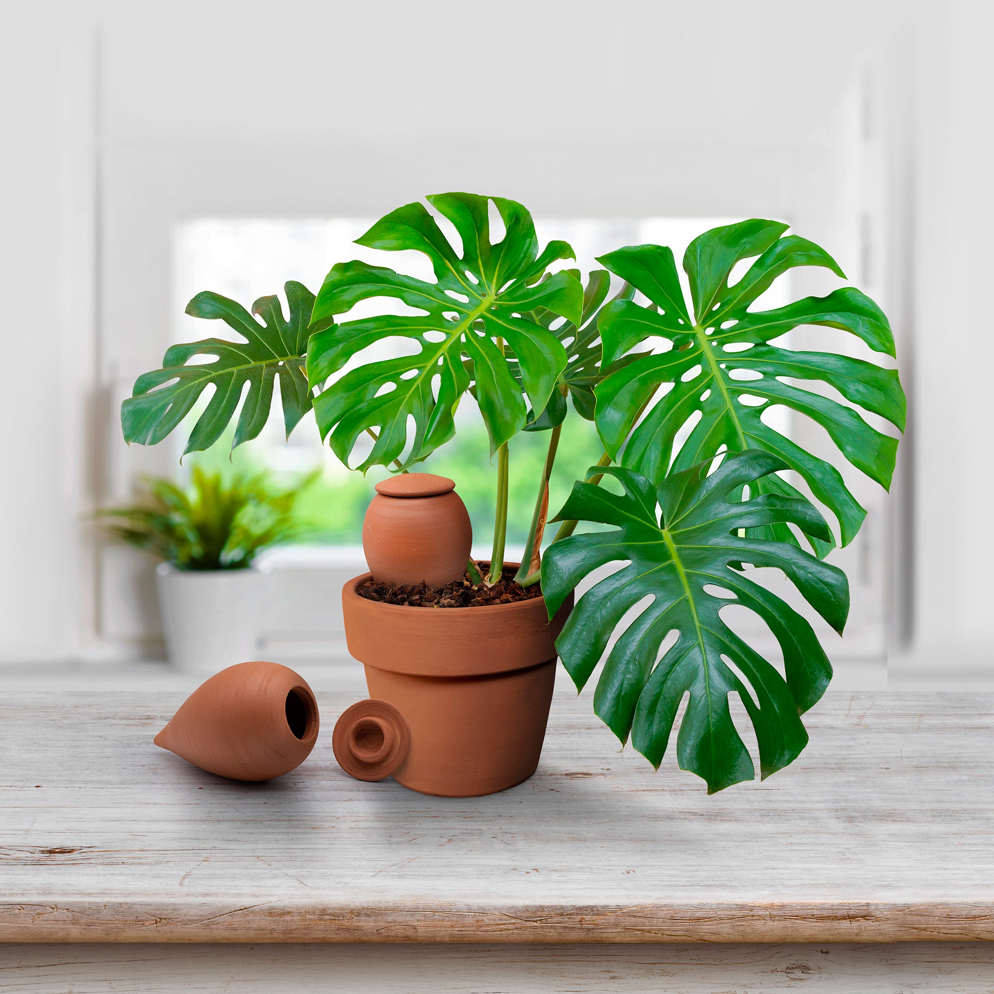 Olla Terracotta Per Irrigazione Automatica - Mini 25cl Per Piante - Foto 4