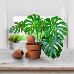 300ml olla watering spike in potted plant and on kitchen side.  thumbnail