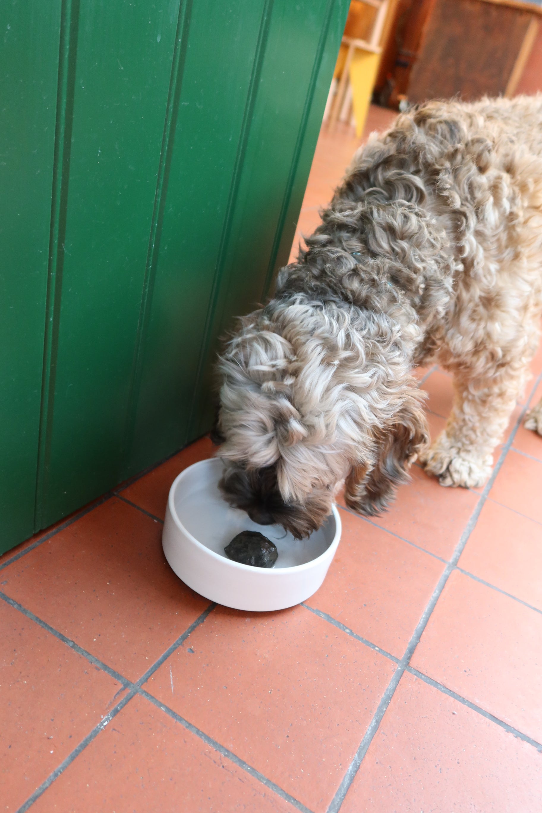 Natural, pet friendly Dog Rock in white water bowl. 