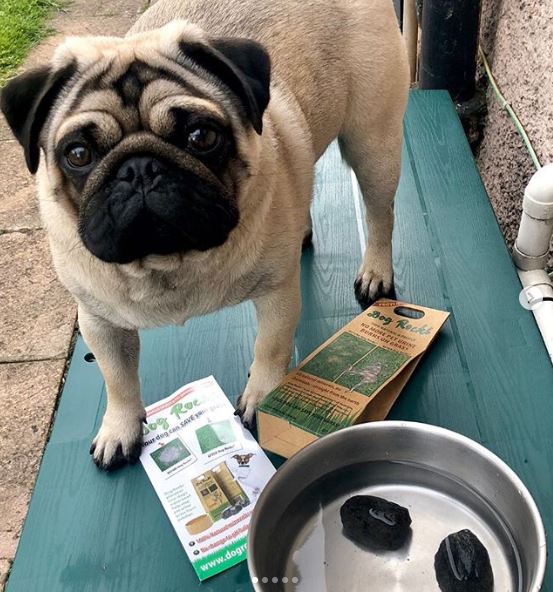 Small dog standing next to two small, natural, chemical-free Dog Rocks in dog bowl. 