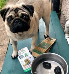 Small dog standing next to two small, natural, chemical-free Dog Rocks in dog bowl.  thumbnail