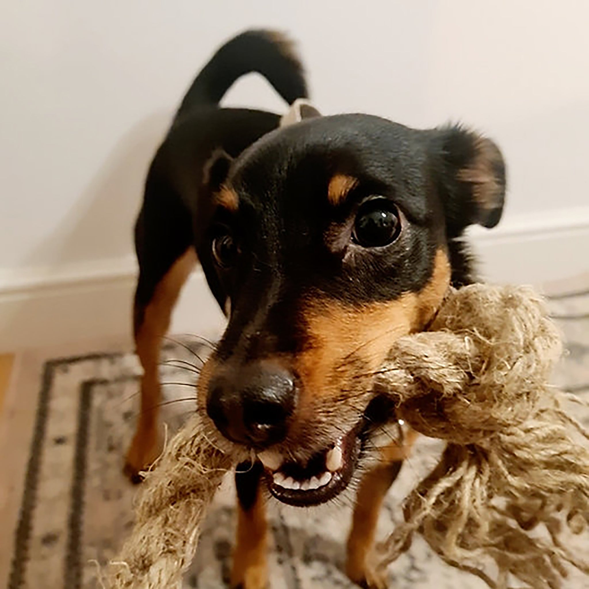 A black and tan dog holds a natural knotted rope dog toy in its mouth