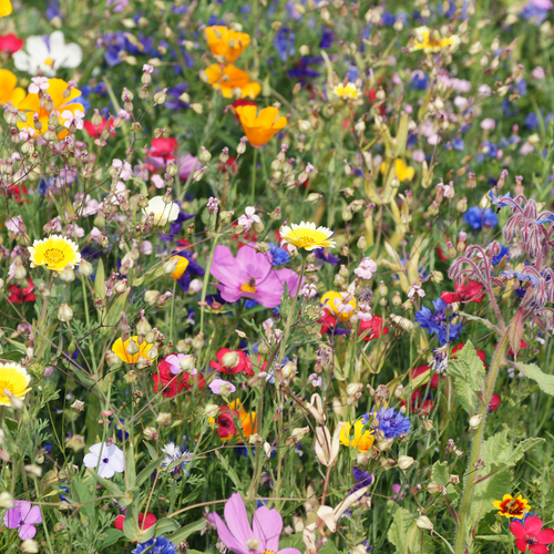 Wildflower meadow