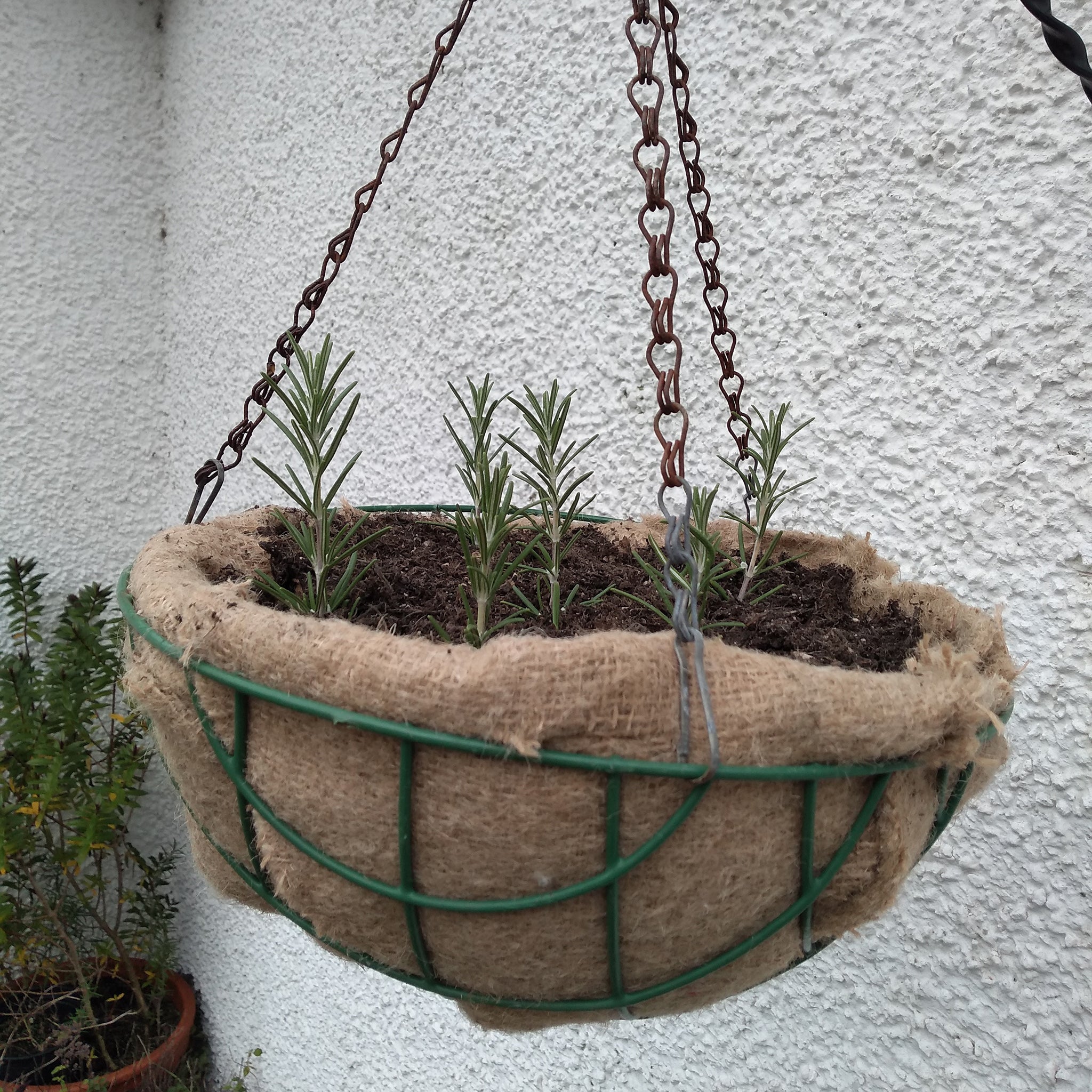 Hanging basket with liner