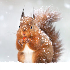 Christmas card with snow-covered red squirrel. 100% recycled materials. thumbnail