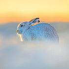 Mountain Hare Christmas Card Pack of 8.