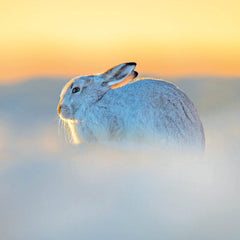 Mountain Hare Christmas Card Pack of 8. thumbnail