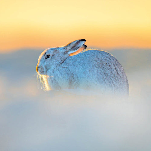 Eco-Friendly Card Company Robin Christmas Card.
