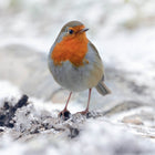 Eco-Friendly Card Company Robin Christmas Card.