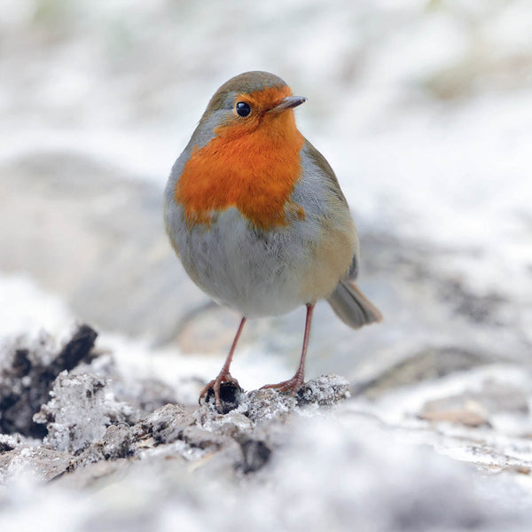 Eco-Friendly Card Company Robin Christmas Card.