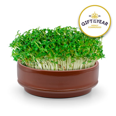 terracotta microgreen grower growing cress on a wooden surface, with a 'Gift of the Year' award badge in the corner.