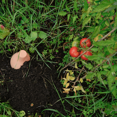 Terracotta olla in the ground within an allotment thumbnail