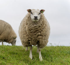 Texel sheep staring at viewer thumbnail