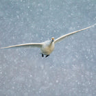 Whooper Swan flying in snowfall - Greetings Card with Happy Christmas Message inside