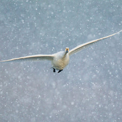 Whooper Swan flying in snowfall - Greetings Card with Happy Christmas Message inside thumbnail