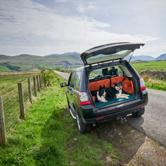 Two border collies, one black and white and the other tricolour sit upon a blue Chimney Sheep woollen flat rollup travel dog bed in the boot of a car thumbnail