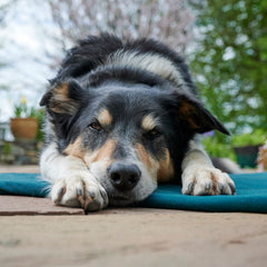 Border Collie Dog on a blue Chimney Sheep Dog Bed thumbnail