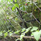 Natural Trellis on fence with hanging fruit.