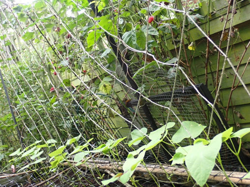 Natural Trellis on fence with hanging fruit.