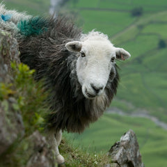 Herdwick sheep on fell side thumbnail
