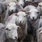 Flock of Herdwick sheep smiling 