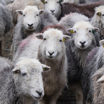 Pile of 1 kg Herdwick wool in shades  of grey