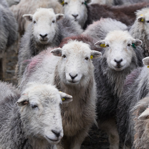 Pile of 1 kg Herdwick wool in shades  of grey