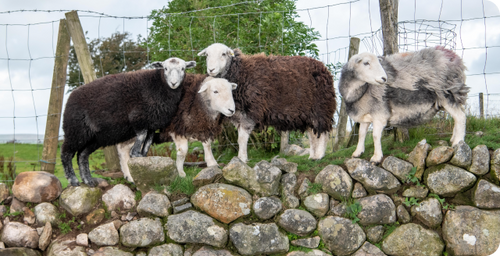 Organic Sheep Wool Pellets – Mulch & Water Retainer – Chimney Sheep