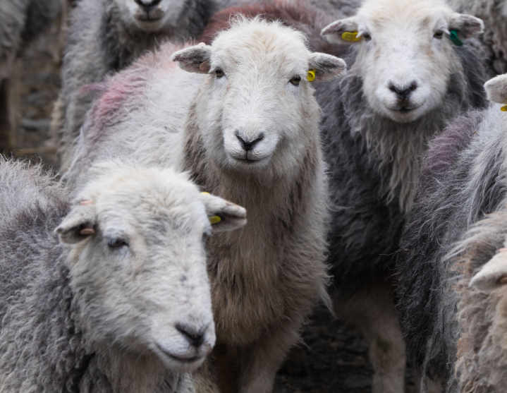 Chimney Sheep® draught excluders and other sustainable solutions