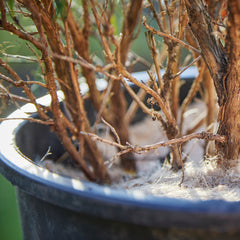 jute mulch mat in plant pot thumbnail