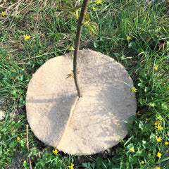 tree spat on ground thumbnail