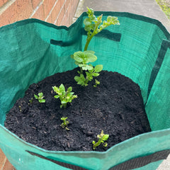 Balcony potato sack thumbnail